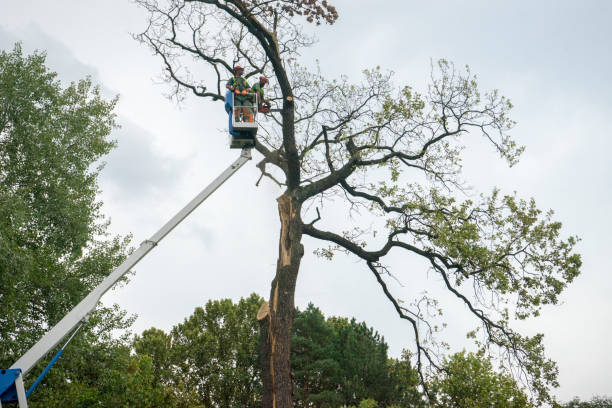 Reliable Warden, WA Tree Service Solutions